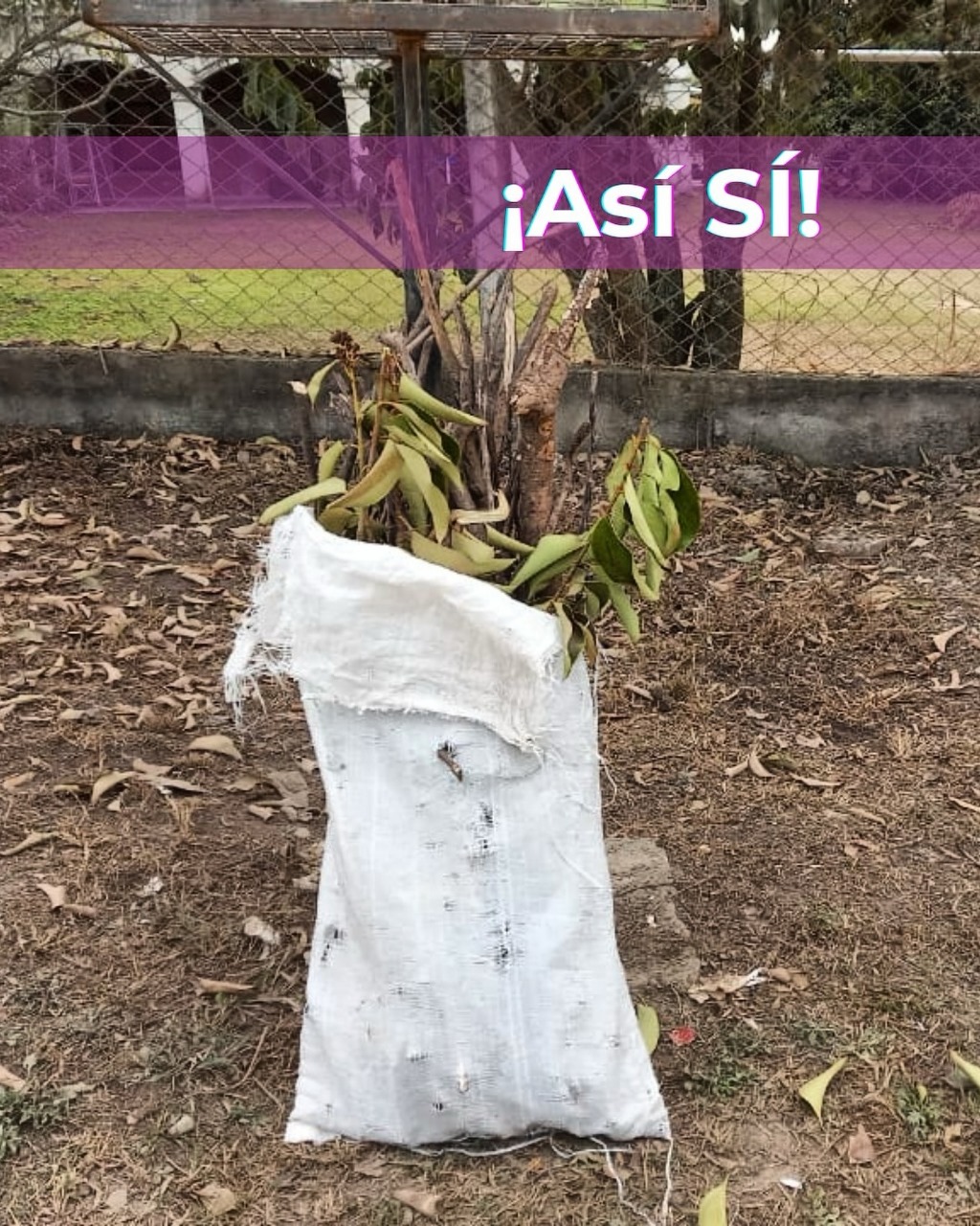 Así si